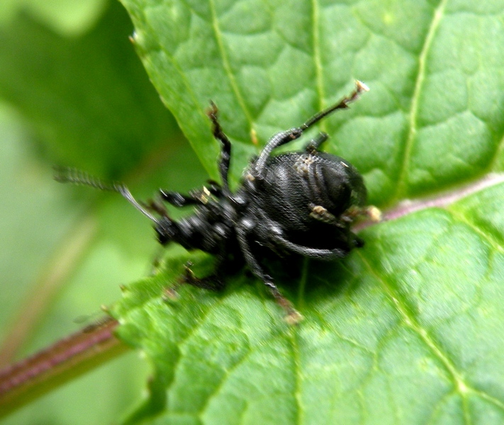 Anche lui nel suo piccolo (Curculionidae - Otiorinchus?)